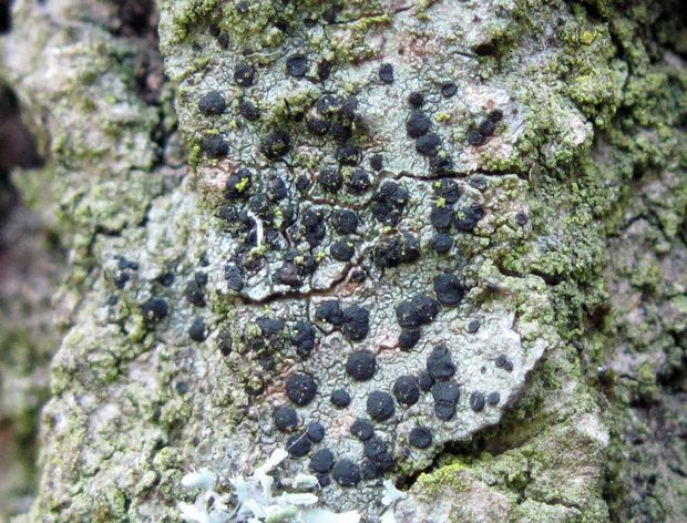 buélia bodkovaná Amandinea punctata (Hoffm.) Coppins & Scheid.