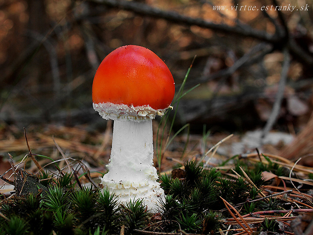 muchotrávka červená Amanita muscaria (L.) Lam.