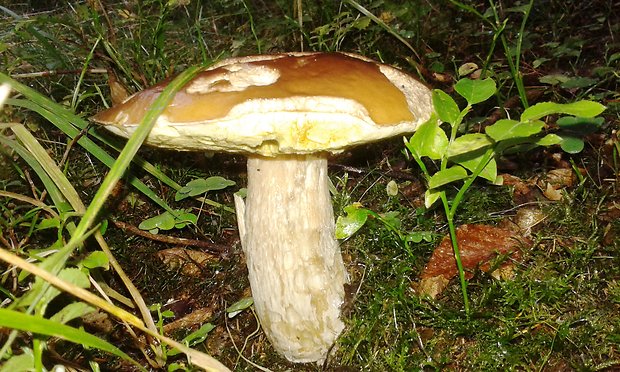 hríb smrekový Boletus edulis Bull.