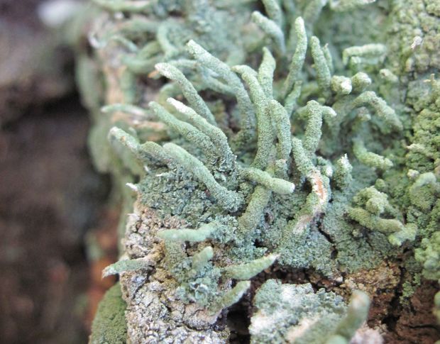 dutohlávka končistá Cladonia coniocraea (Flörke) Spreng.