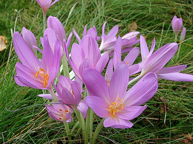 jesienka obyčajná Colchicum autumnale