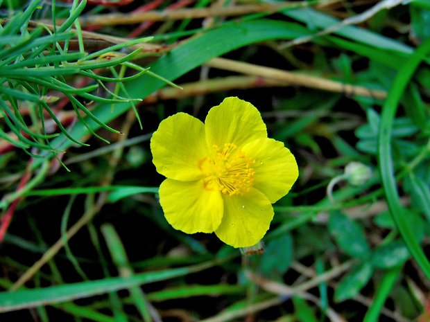 devätornik Helianthemum sp.