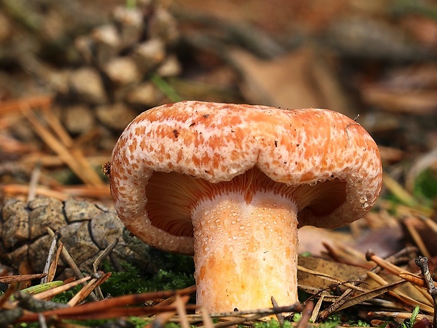 rýdzik pravý Lactarius deliciosus (L.) Gray