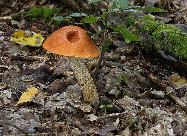 kozák osikový Leccinum albostipitatum den Bakker & Noordel.