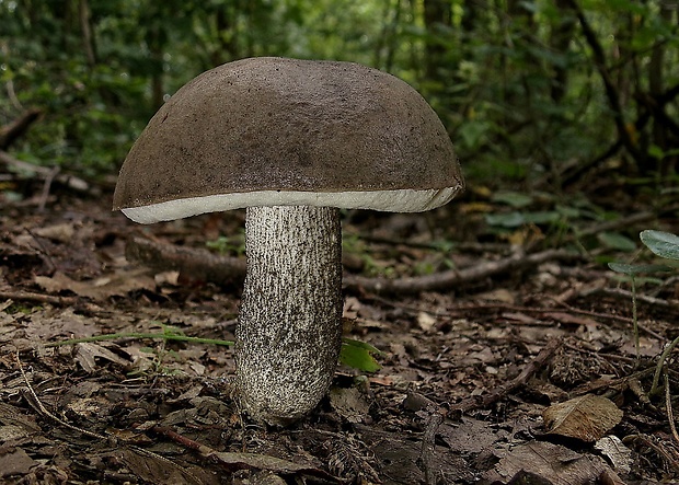 kozák topoľový Leccinum duriusculum (Schulzer ex Kalchbr.) Singer