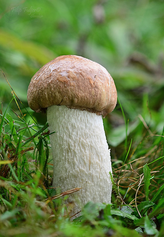 kozák osikový hnedý Leccinum rufum var. decipiens (Singer) Klofac