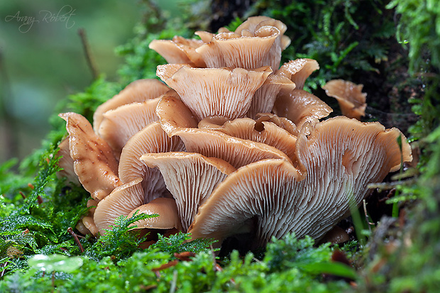 húževnatček ulitovitý Lentinellus cochleatus (Pers.) P. Karst.