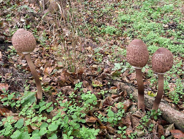 bedľa vysoká Macrolepiota procera (Scop.) Singer