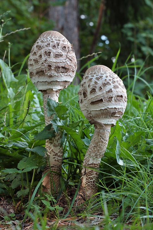 bedľa vysoká Macrolepiota procera (Scop.) Singer