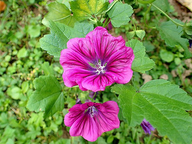 slez maurský Malva mauritiana