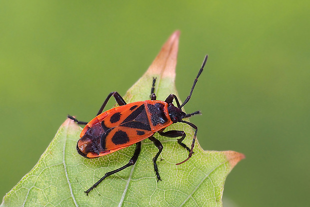 cifruša bezkrídla  Pyrrhocoris apterus