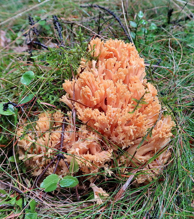 strapačka Ramaria sp.