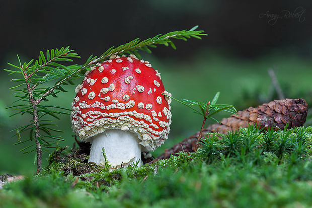 muchotrávka červená Amanita muscaria (L.) Lam.