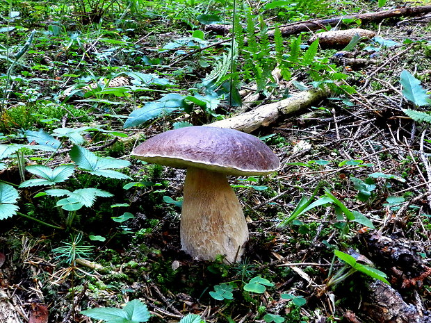 hríb smrekový Boletus edulis Bull.