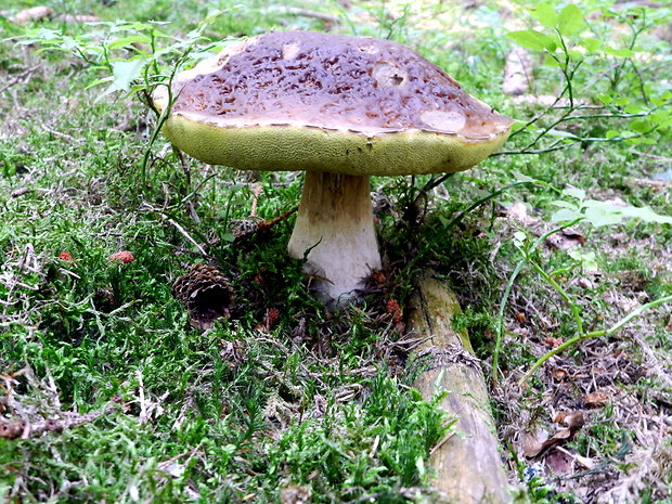 hríb smrekový Boletus edulis Bull.