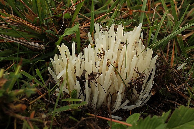 kyjačik Clavaria sp.