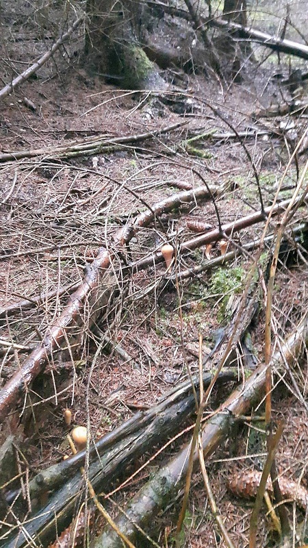 kyjak useknutý biotop Clavariadelphus truncatus Donk