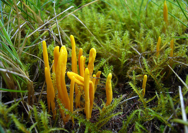 pakonárovka Clavulinopsis sp.