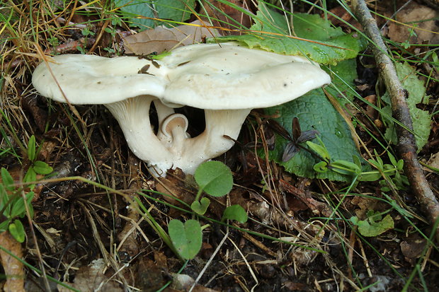 machovka obyčajná Clitopilus prunulus (Scop.) P. Kumm.