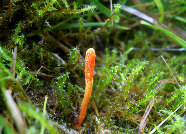 žezlovka hmyzová Cordyceps militaris (Fr.) Link