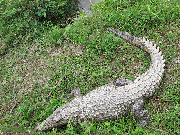 krokodíl nílsky Crocodylus niloticus madagascariensis