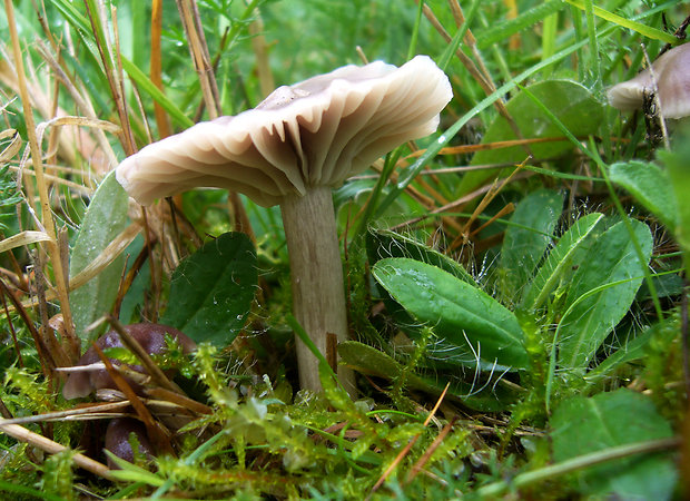 lúčnica žltkastohlúbiková Cuphophyllus flavipes  (Britzelm.) Bon