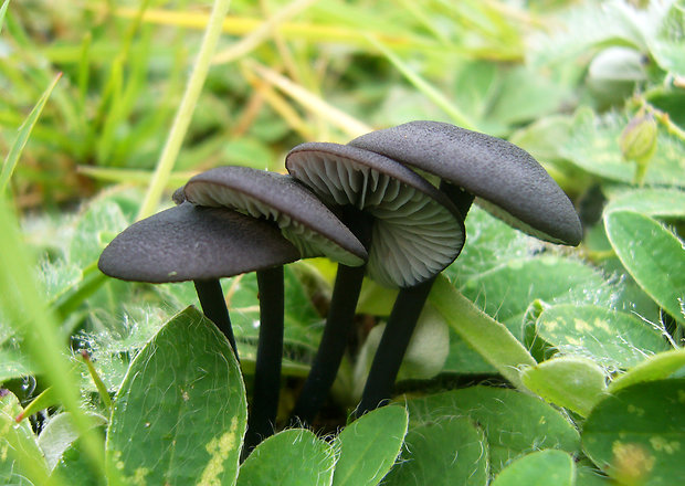 hodvábnica Entoloma sp.