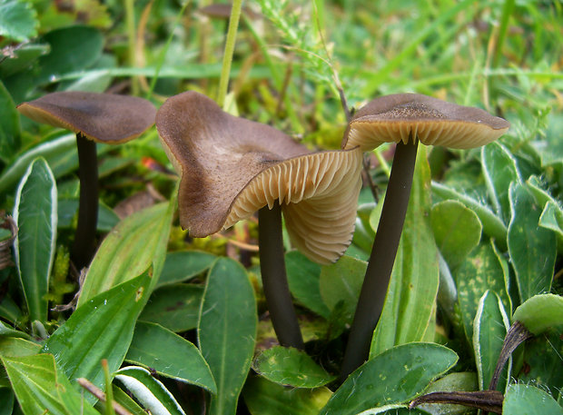 hodvábnica Entoloma sp.