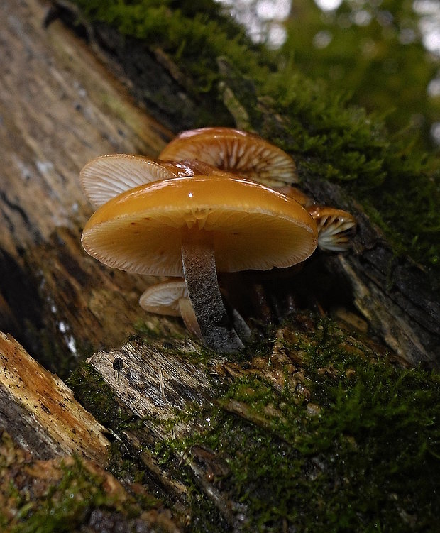 plamienka? Flammulina rossica Redhead & R.H. Petersen