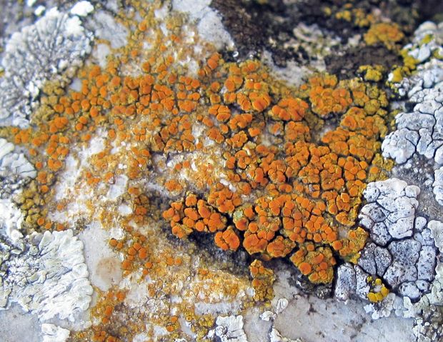 krásnica Gyalolechia flavovirescens (Wulfen) Søchting, Frödén & Arup