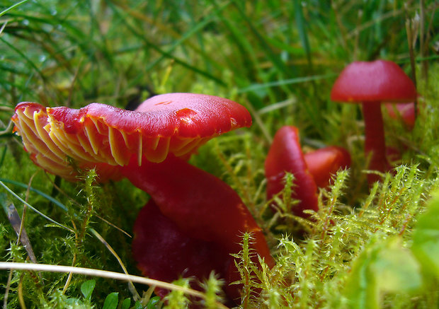 lúčnica šarlátová Hygrocybe coccinea (Schaeff.) P. Kumm.