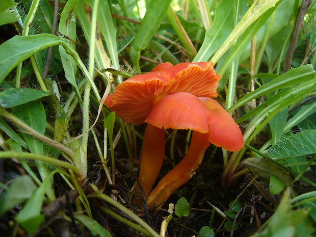 lúčnica krvavá Hygrocybe miniata (Fr.) P. Kumm.