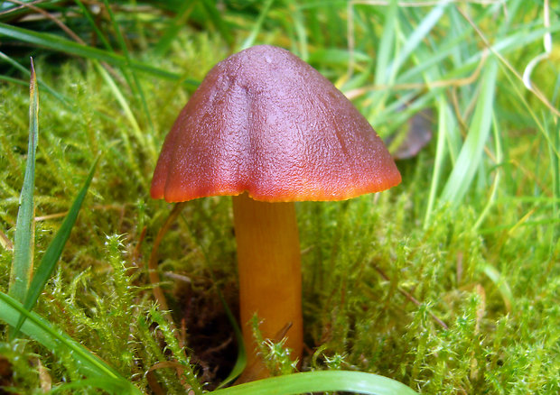 lúčnica granátovočervená Hygrocybe punicea (Fr.) P. Kumm.