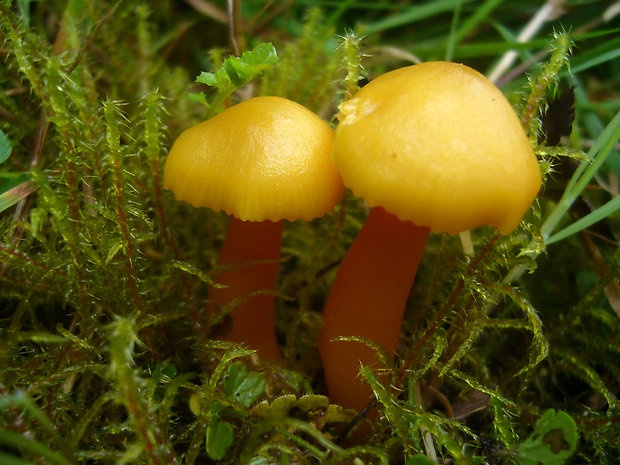 lúčnica páchnuca Hygrocybe quieta (Kühner) Singer