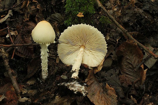 bedlička vlnatá Lepiota clypeolaria (Bull.) P. Kumm.