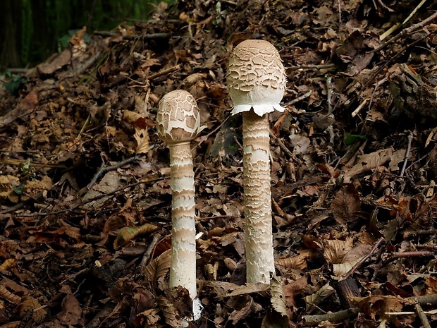 bedľa vysoká Macrolepiota procera (Scop.) Singer