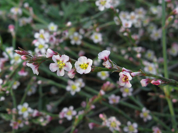 stavikrv Polygonum arenarium subsp. pulchellum  (Loisel.) Thell.