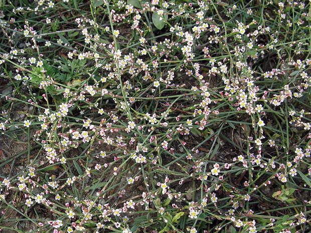 stavikrv Polygonum arenarium subsp. pulchellum (Loisel.) Thell.