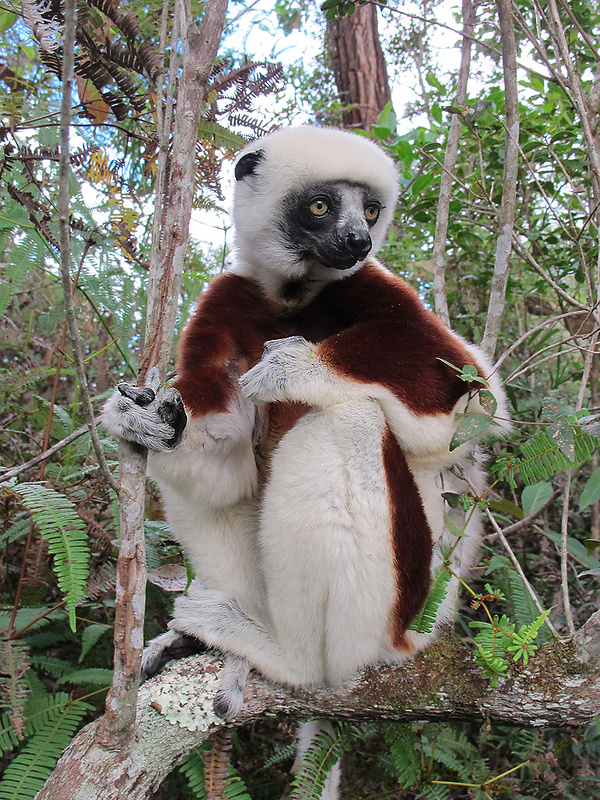 sifaka Coquerelov Propithecus coquereli