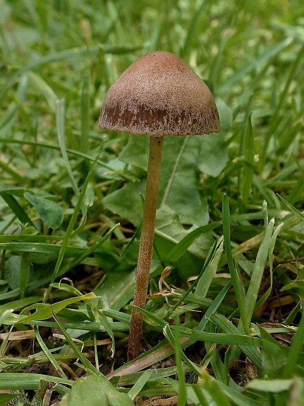 drobuľka Psathyrella sp.