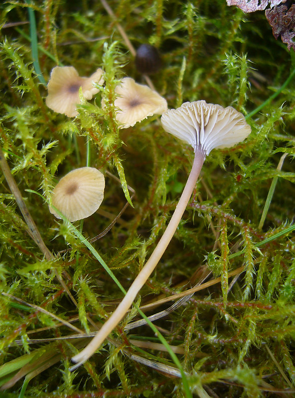 machovček Swartzov Rickenella swartzii (Fr.) Kuyper