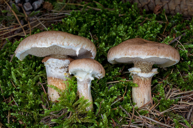 masliak lepkavý Suillus viscidus (L.) Roussel