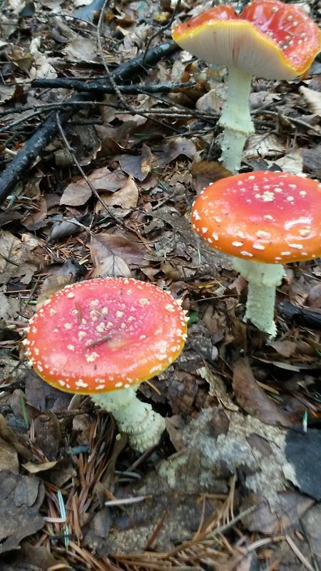 muchotrávka červená Amanita muscaria (L.) Lam.