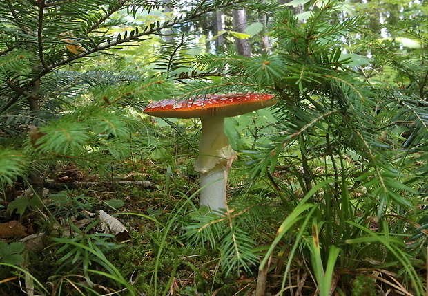 muchotrávka červená Amanita muscaria (L.) Lam.