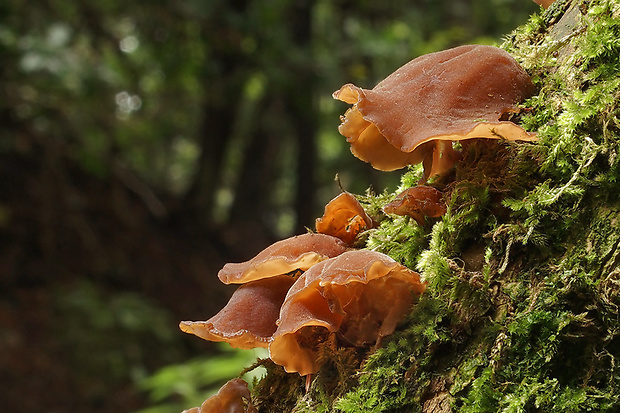 uchovec bazový Auricularia auricula-judae (Bull.) Quél.