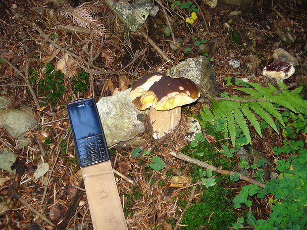 hríb smrekový Boletus edulis Bull.