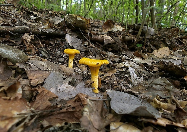 kuriatko jedlé Cantharellus cibarius Fr.