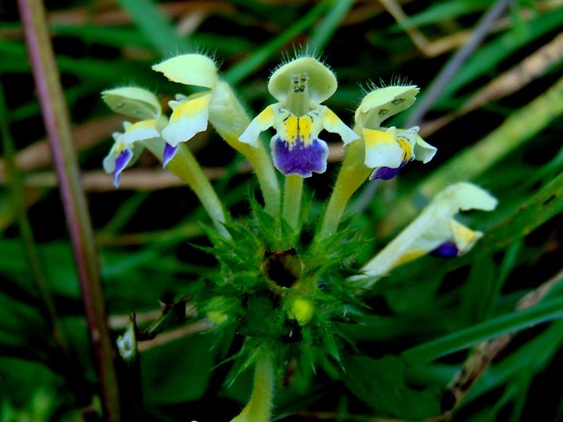 konopnica úhľadná Galeopsis speciosa Mill.