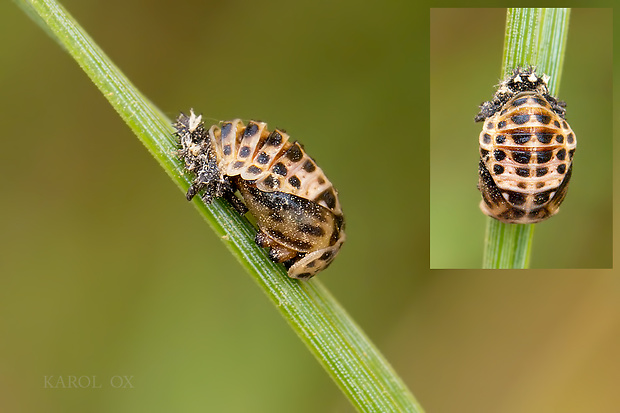 lienka Harmonia quadripunctata