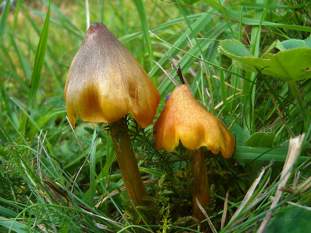 lúčnica kužeľovitá Hygrocybe conica (Schaeff.) P. Kumm.